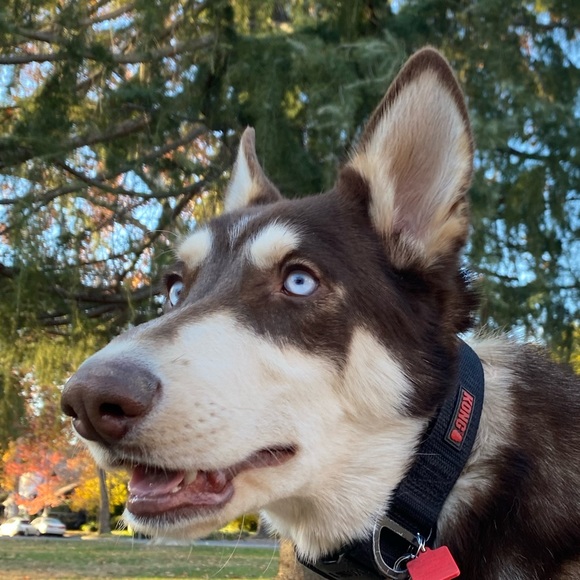 Meet your Posher, Rose - Picture 4 of 5